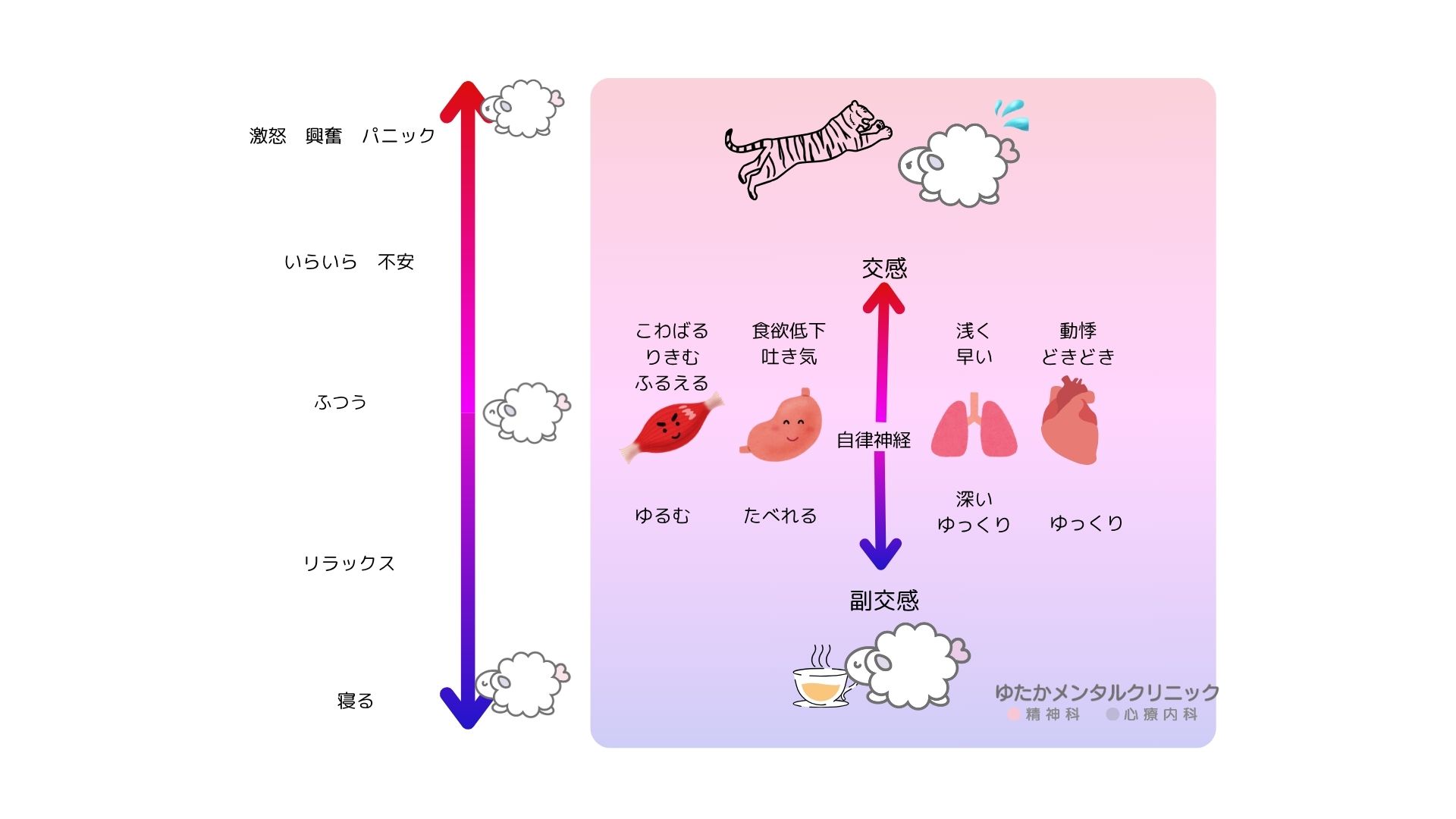 自律神経の図